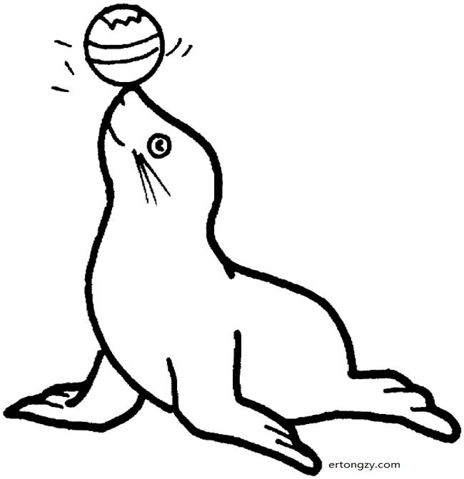 顶球的海豹简笔画步骤图片大全