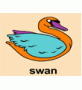 (swan)ɫ