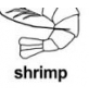 shrimp ɫ