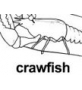 crawfish ɫ