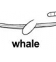 whale ɫ