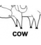 cow ɫ