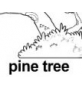 pine tree ɫ
