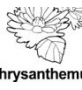 chrysanthemum ɫ
