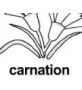 carnation ɫ