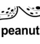 peanut ɫ