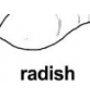 radish ɫ
