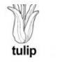 tulip ɫ