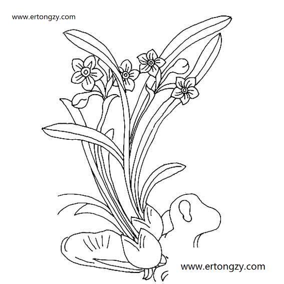水仙花的简笔画大全法 水仙花的画法 植物简笔画 Ertongzy Com